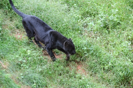 Black Leopardの写真素材