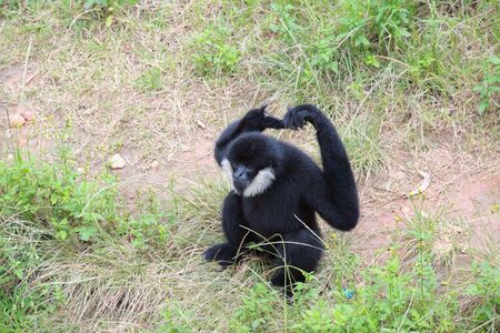 handed Gibbon or Lar Gibbon