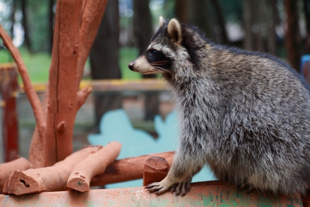 Common Raccoon  Procyon lotor の写真素材