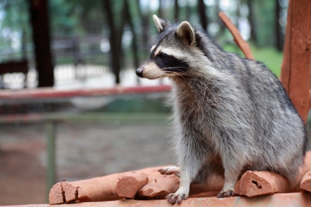 Common Raccoon  Procyon lotor の写真素材
