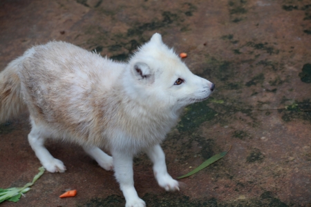 White Foxの写真素材