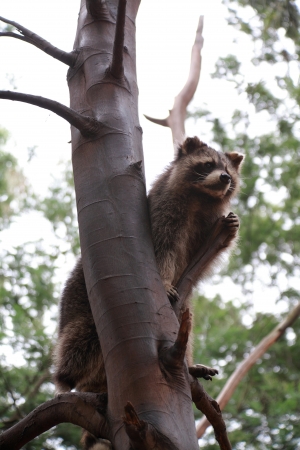 Common Raccoon  Procyon lotor の写真素材