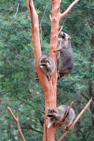 Common Raccoon  Procyon lotor の写真素材
