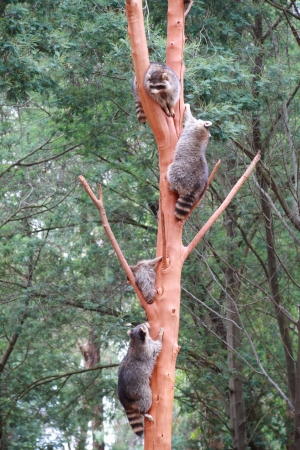 Common Raccoon  Procyon lotor の写真素材