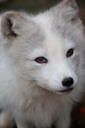 White Foxの写真素材