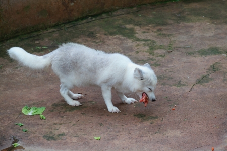 White Foxの写真素材