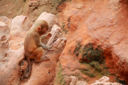 monkeyの写真素材