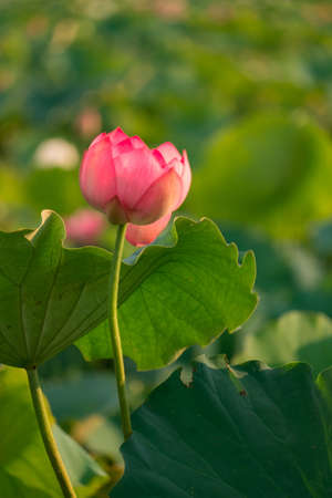 pink sacred lotusの写真素材