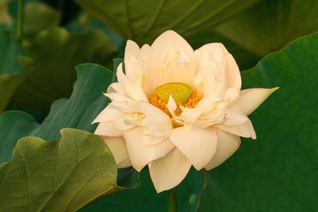 white sacred lotusの写真素材