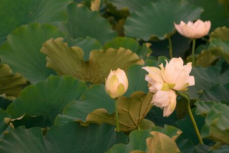 Flower lotusの写真素材