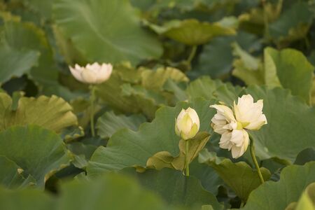 Flower lotusの写真素材