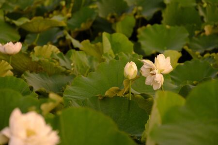 Flower lotusの写真素材