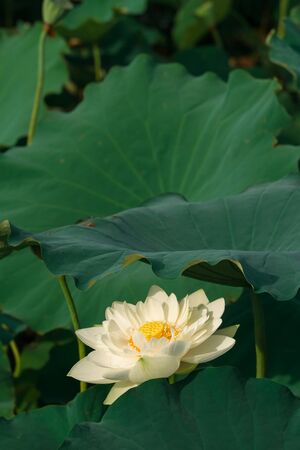 white sacred lotusの写真素材