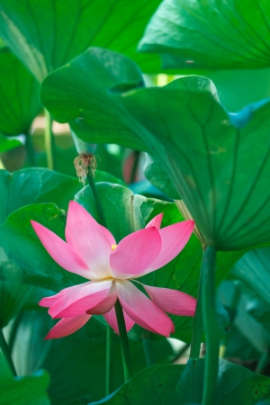 pink sacred lotusの写真素材