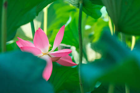 pink sacred lotusの写真素材