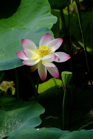 pink sacred lotusの写真素材