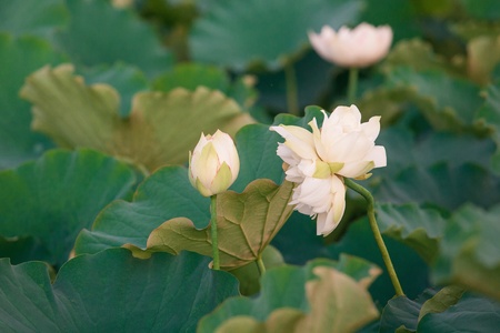 Flower stalkの写真素材