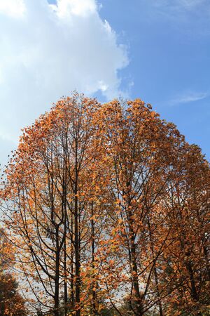 autumn seasonの写真素材