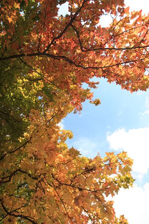 Low angle view of treesの写真素材