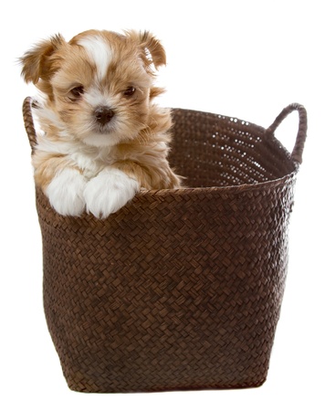 a small fluffy brown puppy looking shyly out of a brown basket isolated on a white background.の写真素材