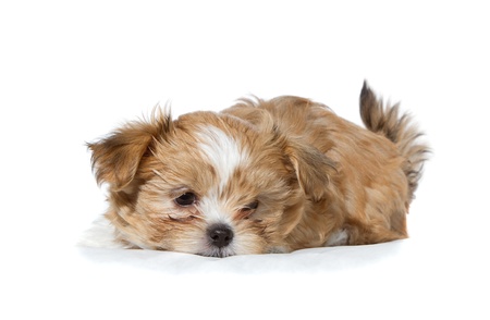 a sad brown and white puppy laying down, isolated on a white backgroundの写真素材