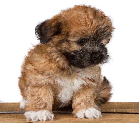 a cute brown fluffy puppy, sitting on a plank and looking down, isolated on a white background.の写真素材