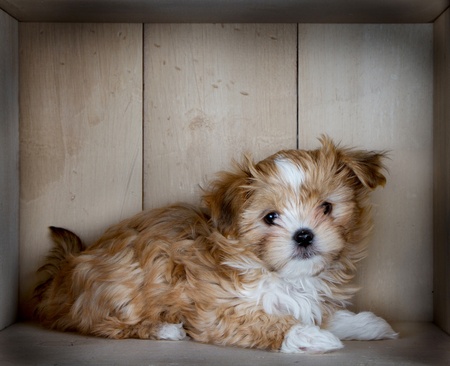 A cute small and fluffy brown and white dog laying down in a box with light colored wood paneling.の写真素材