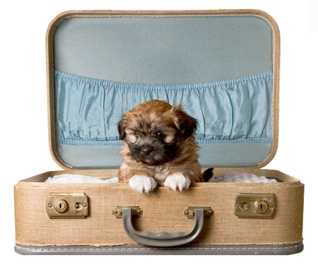 a cute brown fluffy small puppy, sits in a vintage suitcase, isolated on a white backgroundの写真素材