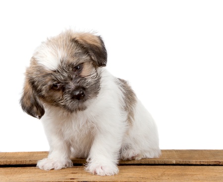 a spotted puppy, sits on a plank with a confused or puzzled look on her face. She is a small fluffy puppy and it is isolated on a white backgroundの写真素材