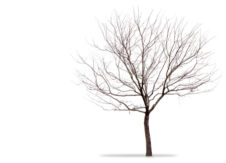 a barren tree on a white backgroundの写真素材
