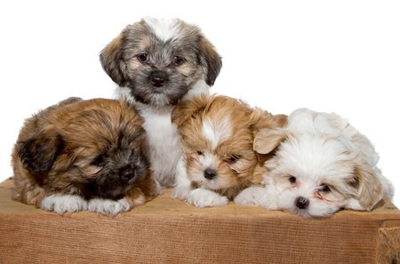 Four adorable puppyin sitting or laying on a wood plank isolated on a white backgroundの写真素材