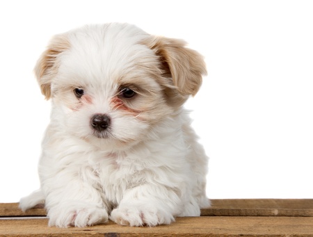 A small white shih tzu puppy sitting on a plank with a sad lookの写真素材