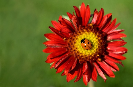 lady bug on flower (Gaillardia x grandiflora Burgundy) room for copy space on green background.の写真素材