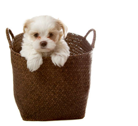 White shih tzu puppy in basket isolated on whiteの写真素材