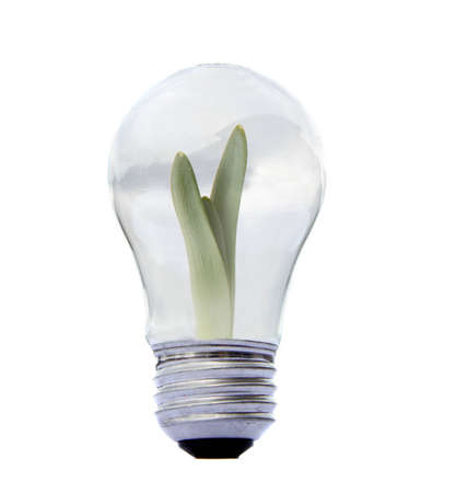 A new plant growing inside a lightbulb, on a isolated background, energy concervation conceptの写真素材