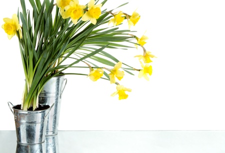 Daffodil still life growing in metal pots, isolated on white backgroundの写真素材