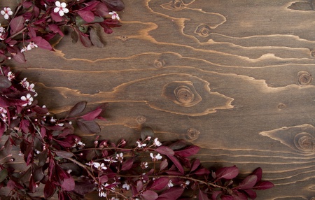 branches and blossoms on wooden background (choke cherry blossoms)の写真素材