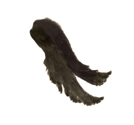 black angel wings isolated on white, photographの写真素材