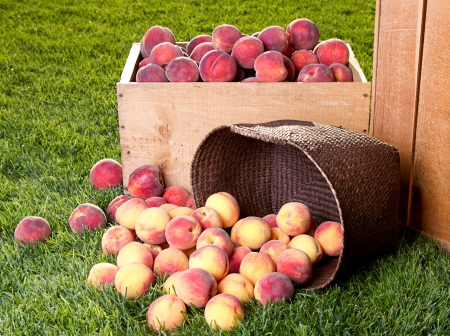 Many peaches in wooden crate and basket outside on grassの写真素材