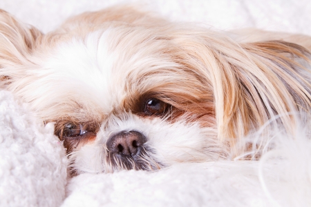 Sad dog laying down on white blanket, shih tzu breedの写真素材