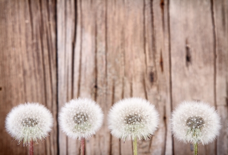 danelion fluff or seeds on a aged or antique wooden backgroundの写真素材