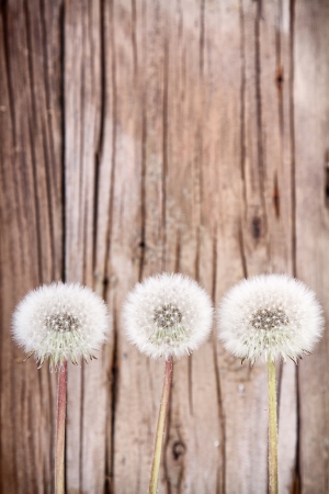 danelion fluff or seeds on a aged or antique wooden backgroundの写真素材