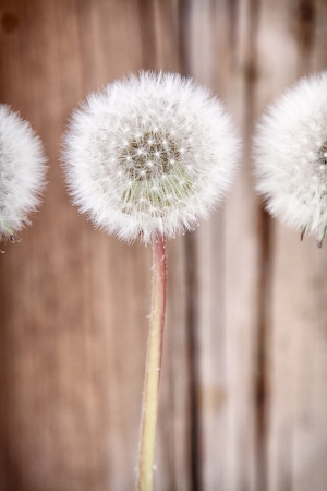danelion fluff or seeds on a aged or antique wooden backgroundの写真素材