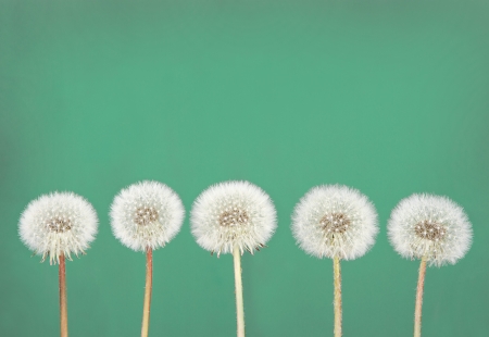 danelion fluff or seeds on a teal or green backgroundの写真素材