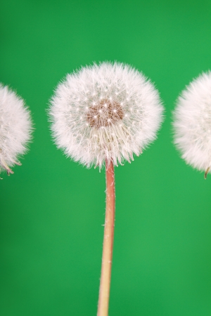 danelion fluff or seeds on a green backgroundの写真素材