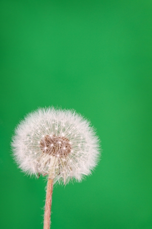danelion fluff or seeds on a green backgroundの写真素材
