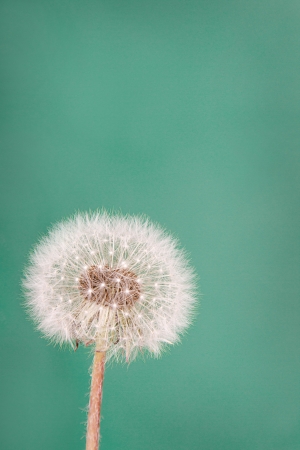 danelion fluff or seeds on a teal or green backgroundの写真素材
