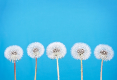 danelion fluff or seeds on a blue backgroundの写真素材