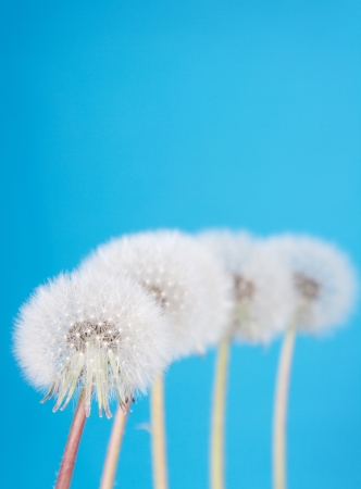 danelion fluff or seeds on a blue backgroundの写真素材