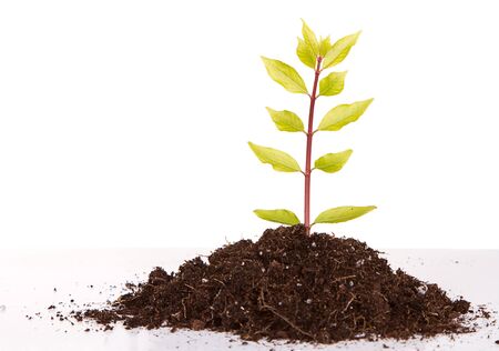 young plant growing in a pile of dirt with an isolated white backgroundの写真素材